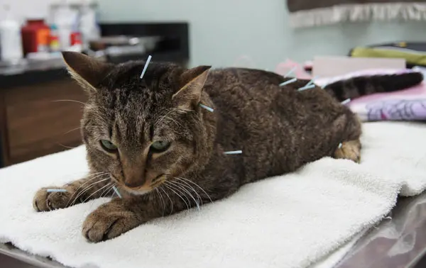 understanding acupuncture for cats