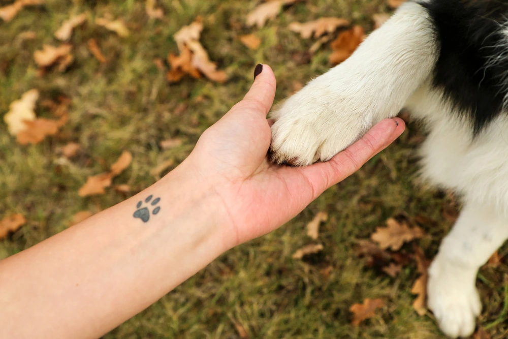 Pet Memorialization Tips for the Digital Era